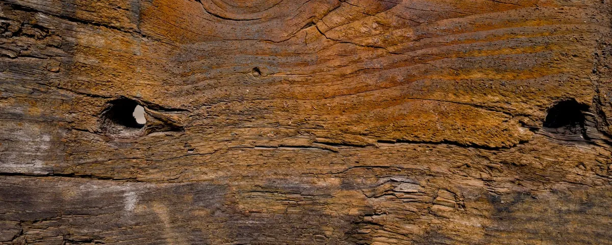 Spruce timber texture
